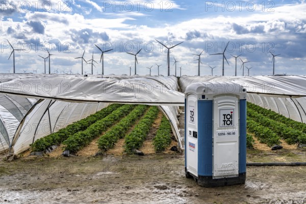 Agriculture, large areas with foil tunnel, for the cultivation of strawberries, wind farm, south of Lövenich, belongs to Erkelenz, in the district of Heinsberg, mobile loo for field workers, North Rhine-Westphalia, Germany, Europe