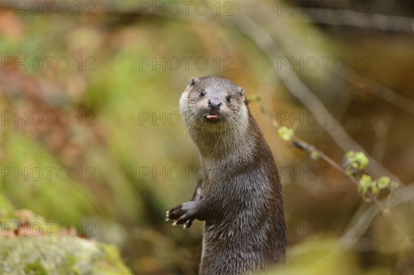 Close-up of a European otter (Lutra lutra) in autumn in the bavarian forest