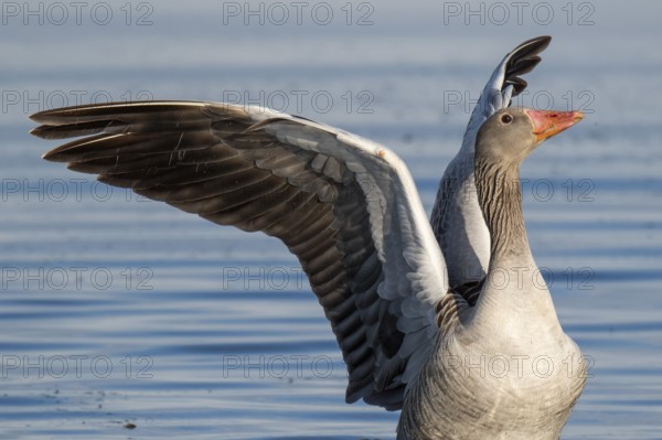 Greylag goose (Anser anser), Hauke-Haien-Koog nature reserve, North Frisia, Schleswig-Holstein, Germany, Europe
