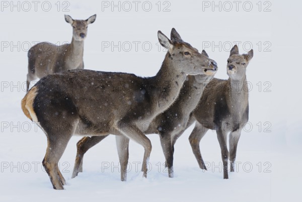 Red deer (Cervus elaphus) hind with calf in a forest clearing on a snowy day, Bavaria