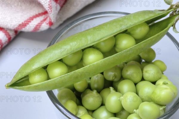 Fresh green peas in shell and pea pod, Pisum sativum