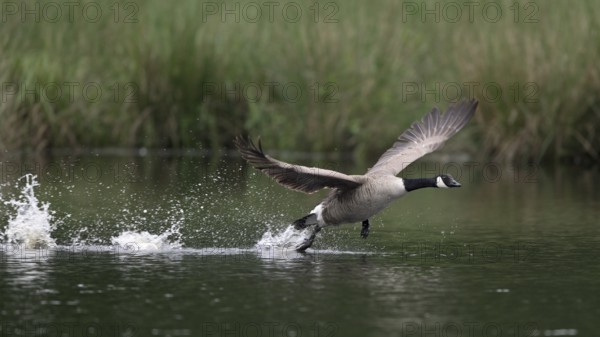 Canada goose (Branta canadensis) running over water and splashing water droplets, Lower Rhine, North Rhine-Westphalia, Germany, Europe