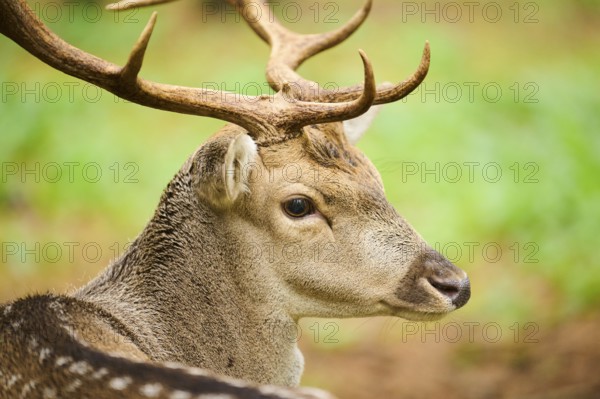 European fallow deer (Dama dama) stag in a forest, portrait, Bavaria, Germany, Europe