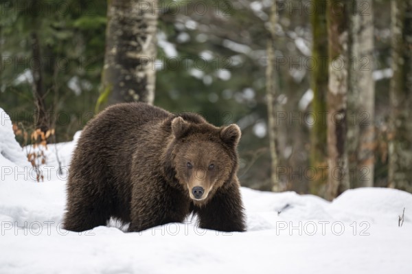 European brown bear (Ursus arctos arctos) in the forest, bear in the snow, winter, Notranjska region, Slovenia, Europe