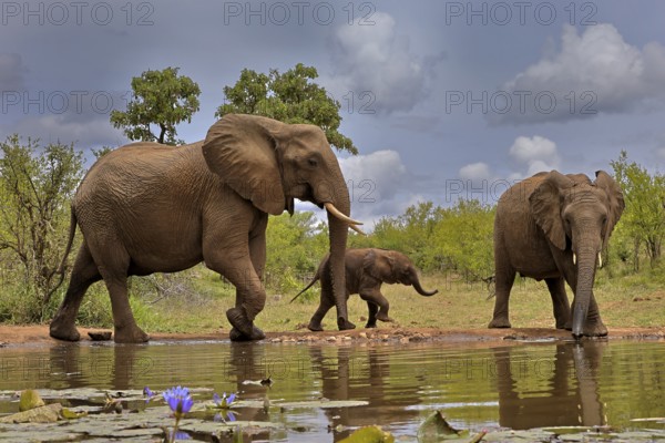 African elephant (Loxodonta africana), adult, female, mother, male, bull, young animal, mother with young animal and young bull, at the water, drinking, Kruger National Park, Kruger National Park, South Africa, Africa