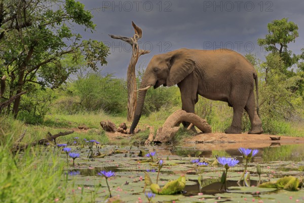 African elephant (Loxodonta africana), adult, male, bull, at the water, Kruger National Park, Kruger National Park, South Africa, Africa