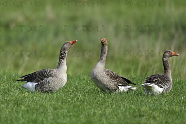 Three greylag geese (Anser anser), standing in a meadow, Texel, West Frisian Islands, province of North Holland, Netherlands