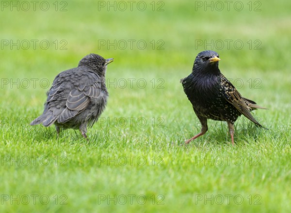 Starling (Sturnus vulgaris), young bird and adult standing on a lawn in the garden, Lower Saxony, Germany, Europe