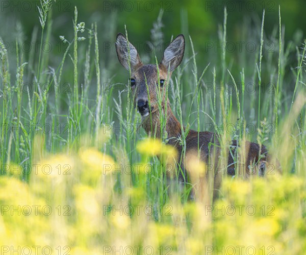 Roe deer (Capreolus capreolus), doe standing in a meadow and looking attentively, wildlife, Lower Saxony, Germany, Europe