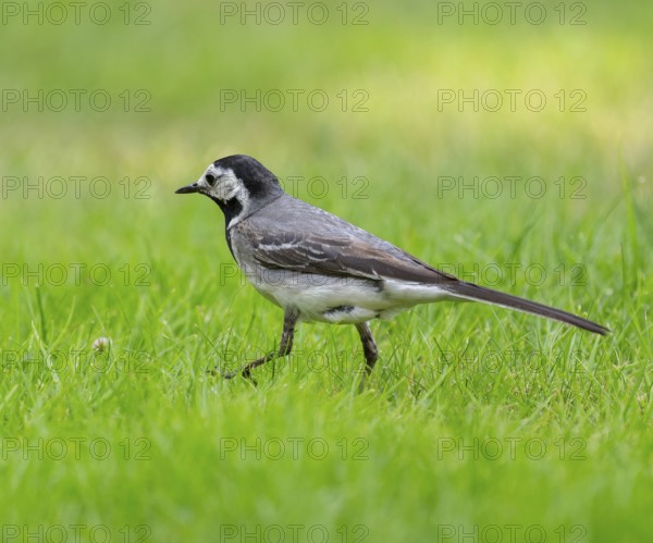 White wagtail (Motacilla alba) foraging on a lawn in a garden, Lower Saxony, Germany, Europe