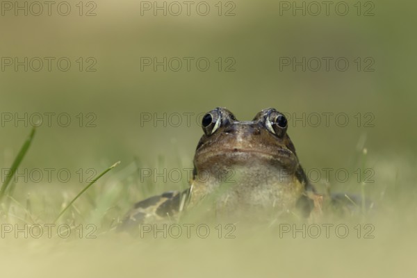 Common frog (Rana temporaria) adult amphibian on a garden lawn in the summer, England, United Kingdom, Europe