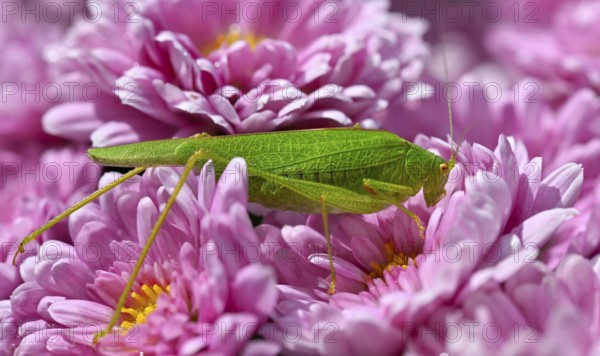 Great green bush cricket (Tettigonia viridissima), family Tettigonioidea, on chrysanthemums (Crysanthemum) purple, Stuttgart, Baden-Württemberg, Germany, Europe