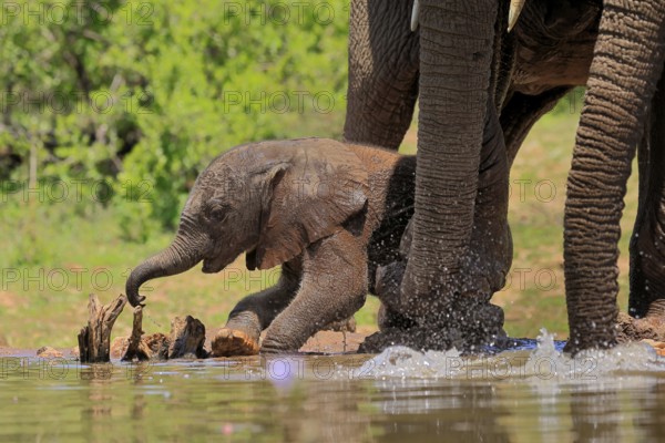 African elephant (Loxodonta africana), young animal, calf, baby elephant, mother, young animal with mother, at the water, Kruger National Park, Kruger National Park, South Africa, Africa