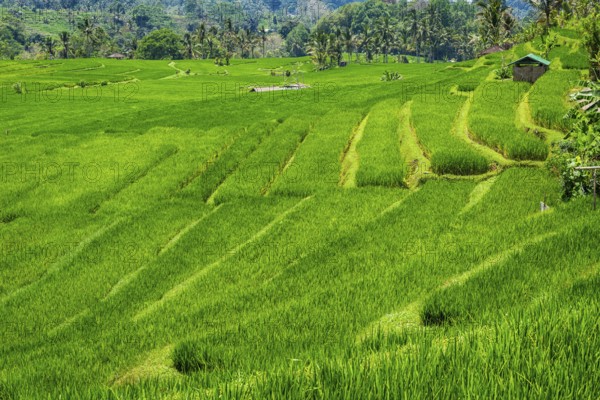 Jatiluwih, rice terrace, rice, agribusiness, agriculture, export, tourism, travel, landscape, UNESCO, Bali, Indonesia, Asia