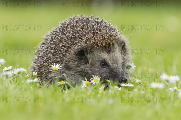 European hedgehog (Erinaceus europaeus) adult animal on a garden grass lawn with flowering daisy flowers in the summer, Suffolk, England, United Kingdom, Europe