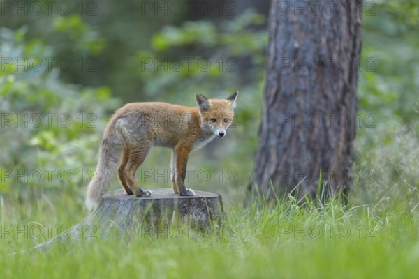 Red fox (Vulpes vulpes), young fox standing on a tree stump in a forest, summer, Hesse, Germany, Europe