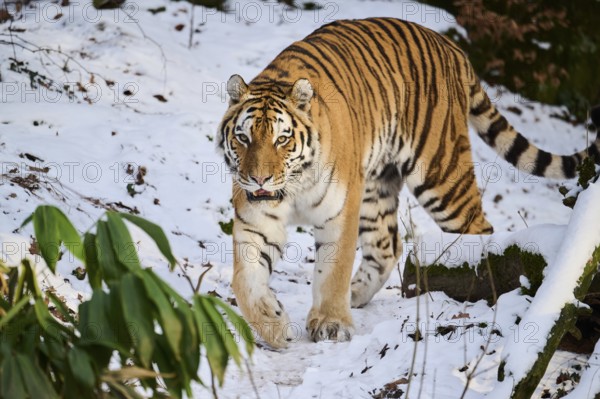 Siberian tiger (Panthera tigris altaica) walking in the snow in winter, captive, Germany, Europe