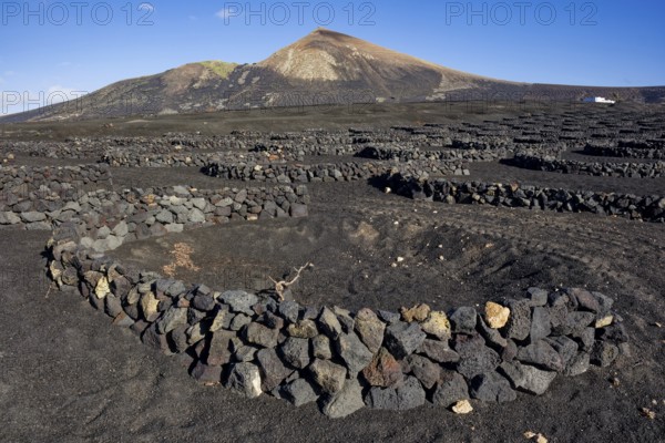 Typical viticulture in dry farming method, La Geria, Lanzarote, Canary Islands, Canary Islands, Spain, Europe
