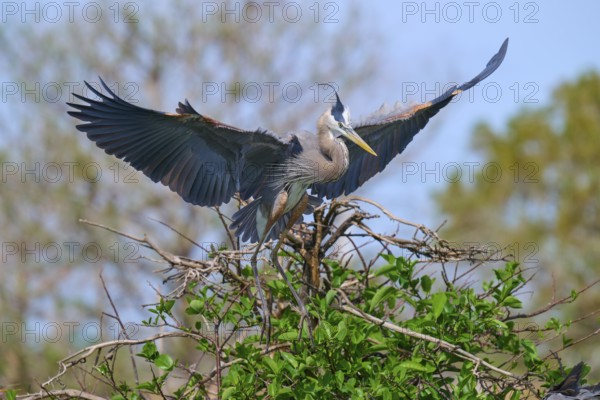 Two Great blue heron (Ardea herodias), with outstretched wings perched on branches surrounded by green leaves and trees on nest, Wakodahatchee Wetlands, Delray Beach, Florida, USA, North America