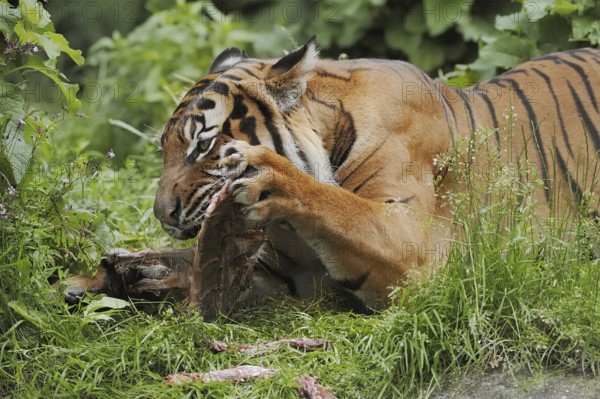 Sumatran tiger (Panthera tigris sumatrae), feeding, captive, occurring on Sumatra, Indonesia, Asia
