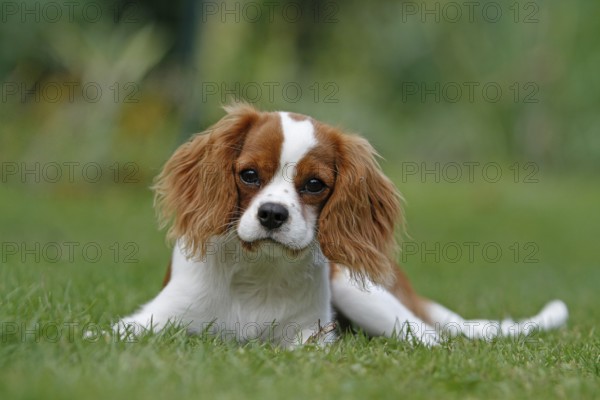 Cavalier King Charles Spaniel, kitten