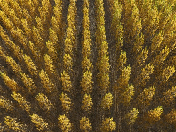 European Aspen (Populus tremula) in autumnal colours. Cultivated for timber. Aerial view. Drone shot. Granada province, Andalusia, Spain, Europe