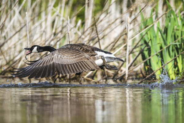 Canada Goose, Branta canadensis, bird running on water