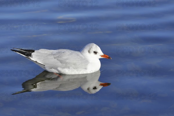 Black-headed gull (Chroicocephalus ridibundus), swimming on the lake with reflection, Prien, Chiemsee, Bavaria, Germany, Europe