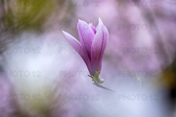 Magnolias (Magnolia) in bloom at Hohenheim Palace. Exotic and Botanical Garden of the University of Hohenheim in Stuttgart, Baden-Württemberg, Germany, Europe