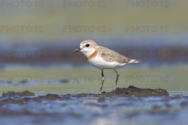 Chestnut-banded Plover (Charadrius pallidus) foraging in the mud, Lake Natron, Tanzania, Africa