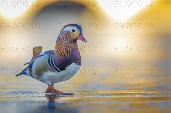 Mandarin Duck (Aix galericulata) male walking on an ice surface, Saxony-Anhalt, Germany, Europe