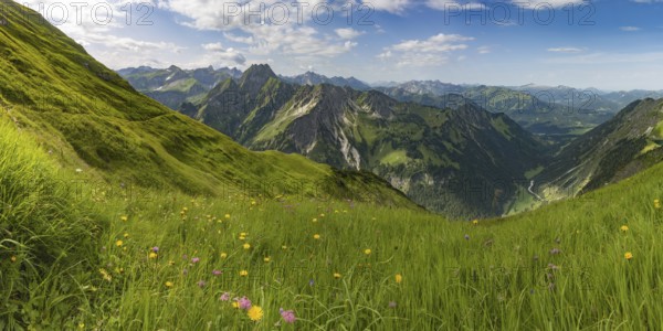 Mountain panorama with alpine flowers from Laufbacher-Eckweg to Höfats, 2259m, Allgäu Alps, Allgäu, Bavaria, Germany, Europe