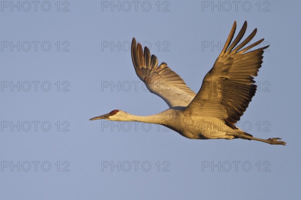 Sandhill Crane (Antigone canadensis) flying, New Mexico, USA, North America