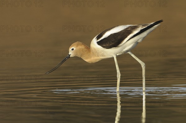 American Avocet (Recurvirostra americana), Alberta, Canada, North America