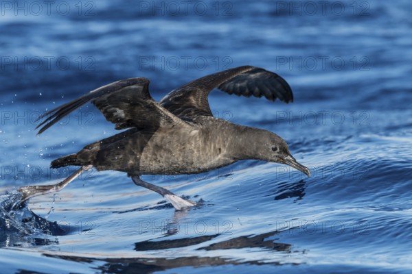 Sooty Shearwater (Ardenna grisea) flying, Eilat, Israel, Asia
