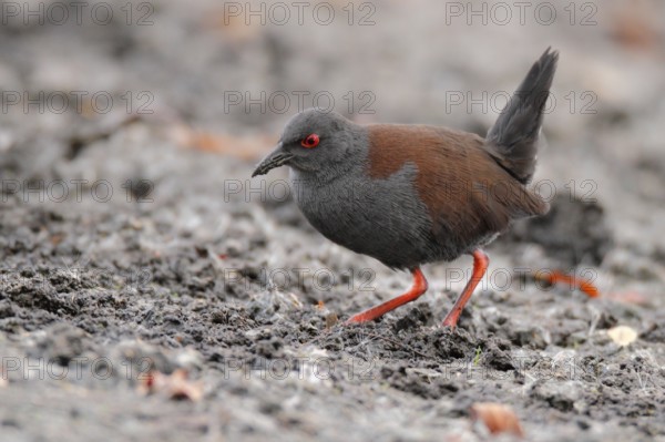 Spotless Crake (Porzana tabuensis), Western Australia, Australia, Oceania