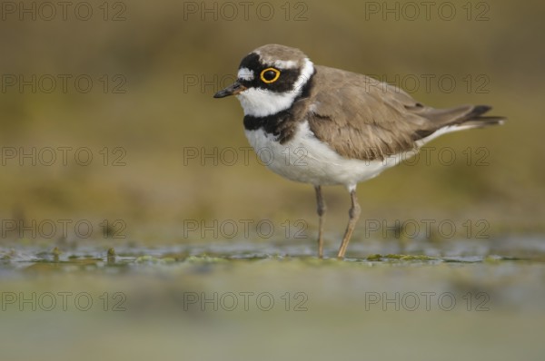 Little Ringed Plover (Charadrius dubius), Thuringia, Germany, Europe