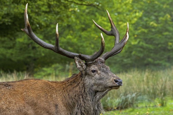 Close-up of red deer (Cervus elaphus) stag with big antlers at edge of forest during the rutting season in autumn, fall