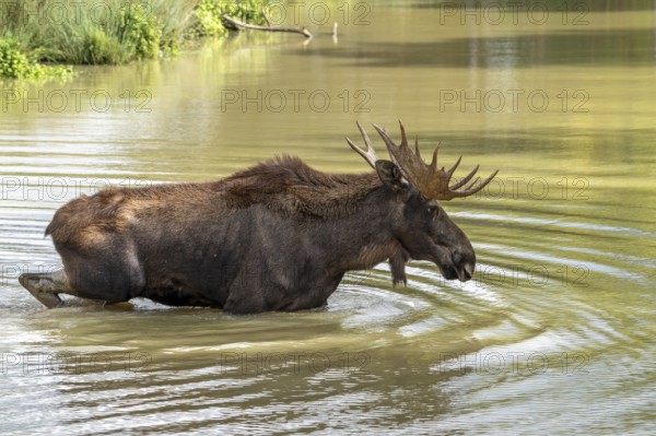 Moose, elk (Alces alces) close-up portrait of bull, male with fully developed antlers crossing water of pond in autumn, native to Scandinavia