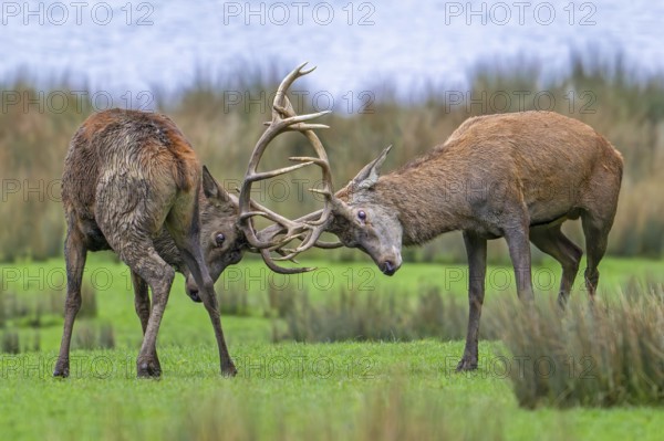 Two rutting red deer (Cervus elaphus) stags fighting by locking antlers during fierce mating battle in grassland during the rut in autumn