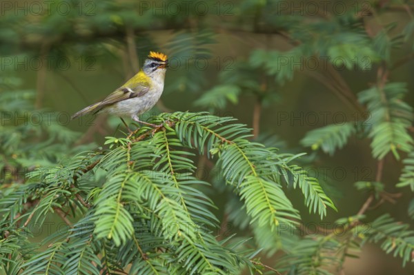 Goldcrest, Regulus ignicapillus, Luce, Mountain area, Luce, Styria, Slovenia, Europe