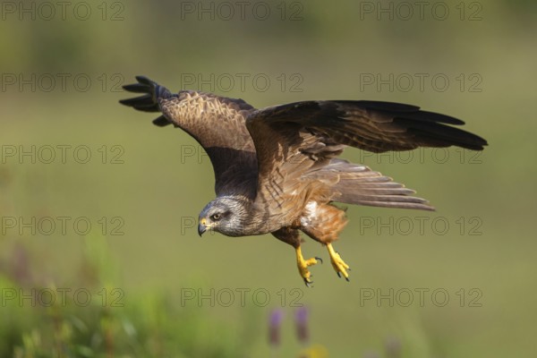 Black kite (Milvus migrans), flight photo, Hides De Calera / Steppe Raptors, Nussloch, Castilla La Mancha / Toledo, Germany, Europe