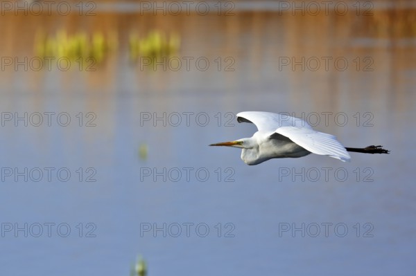 Great White Egret (Ardea alba) in flight over the water in front of a reed edge in the morning light, Flusslandschaft Peenetal nature park Park, Mecklenburg-Western Pomerania, Germany, Europe