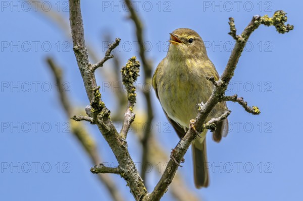 Common chiffchaff (Phylloscopus collybita) singing from branch in bush in spring