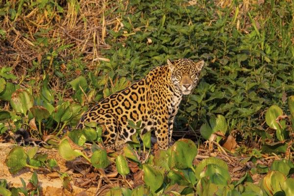 Jaguar (Panthera onca) Pantanal Brazil