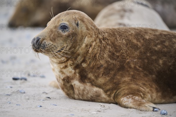 Grey seal (Halichoerus grypus), portrait, on the beach, Düne, Helgoland, Schleswig-Holstein, Germany, Europe