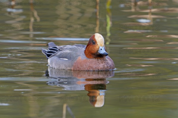 Eurasian wigeon, European wigeon (Mareca Penelope) adult male dabbling duck swimming in pond in late winter, early spring