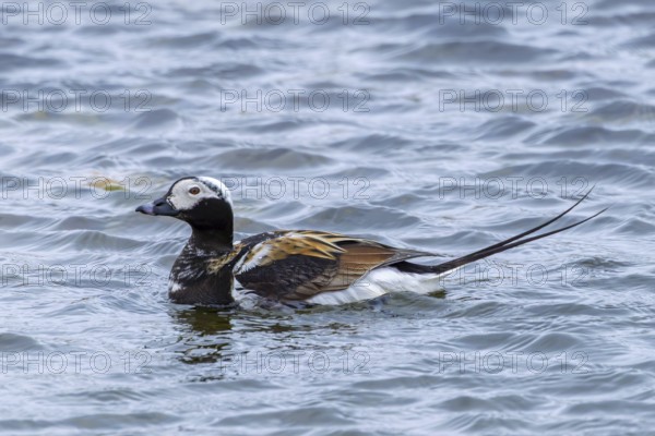 Long-tailed duck (Clangula hyemalis, Anas hyemalis) male in breeding plumage swimming in pond on the tundra in summer, Svalbard, Spitsbergen