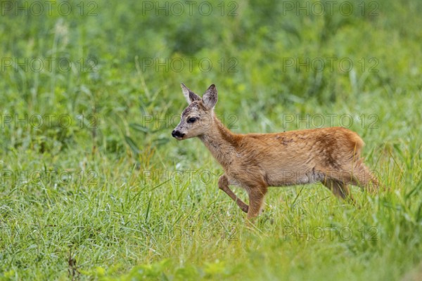 Roe deer (Capreolus capreolus) fawn Germany