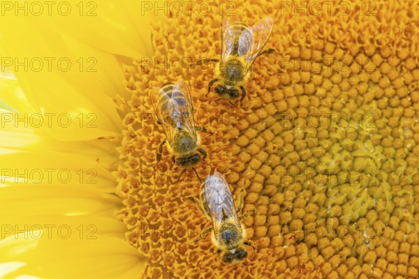 The sun shines down from the sky on a sunflower where some bees are collecting the nectar of the blossom, Frankfurt am Main, Hesse, Germany, Europe